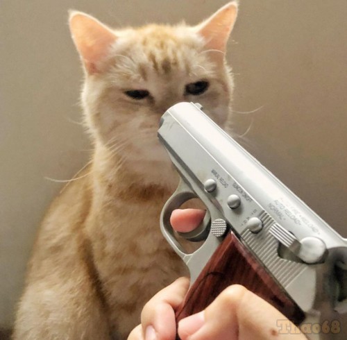 Ảnh mèo cầm súng Free Fire: Hình chế mèo cầm súng FF vui nhộn