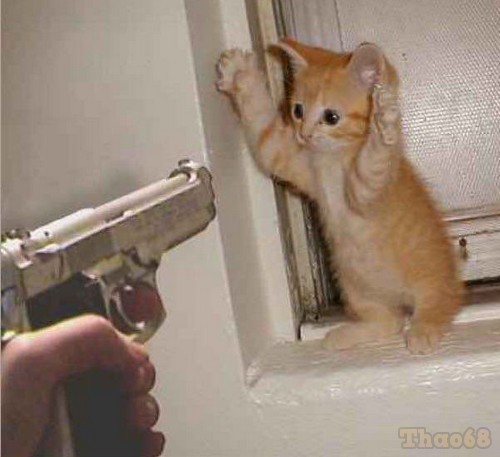 20 Meme mèo cầm dao cầm súng siêu hài hước  GheChuaNet